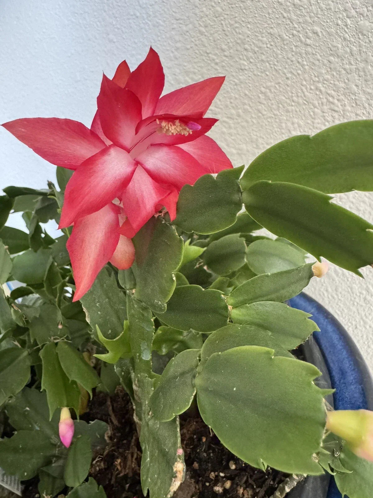 Christmas Cactus Cuttings 4-5 Inch Red Coral Schlumbergera for Indoor Gardening