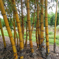 Hawaiian Gold Bamboo Seeds - Clumping Privacy Screen, Garden Border, Bambusa vulgaris 'Wamin' - 50 Seeds