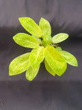 Philodendron Painted Lady Plant - Rooted 3" Pot Tropical Houseplant