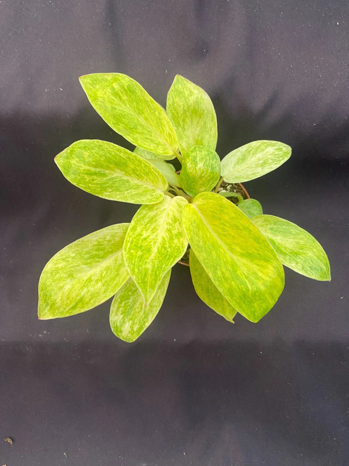 Philodendron Painted Lady Plant - Rooted 3" Pot Tropical Houseplant