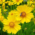 Coreopsis Seeds - 200 to 4,000 Non-GMO Lance Leaf Variety - Coreopsis lanceolata