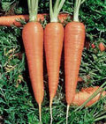 Danvers 126 Carrot Seeds - Heirloom Organic Vegetable Seeds, 500+ Non-GMO Daucus carota for Garden, Fresh Eating & Canning