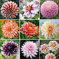 Exotic Mix Dahlia Flower Seeds – 200+ Colorful Varieties for Gardens & Cut Flowers – Dahlia pinnata Seed Pack