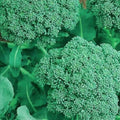 Non-GMO Broccoli Seeds, Heirloom Organic Vegetable Seeds, Brassica oleracea, Cool-Season Garden Seeds