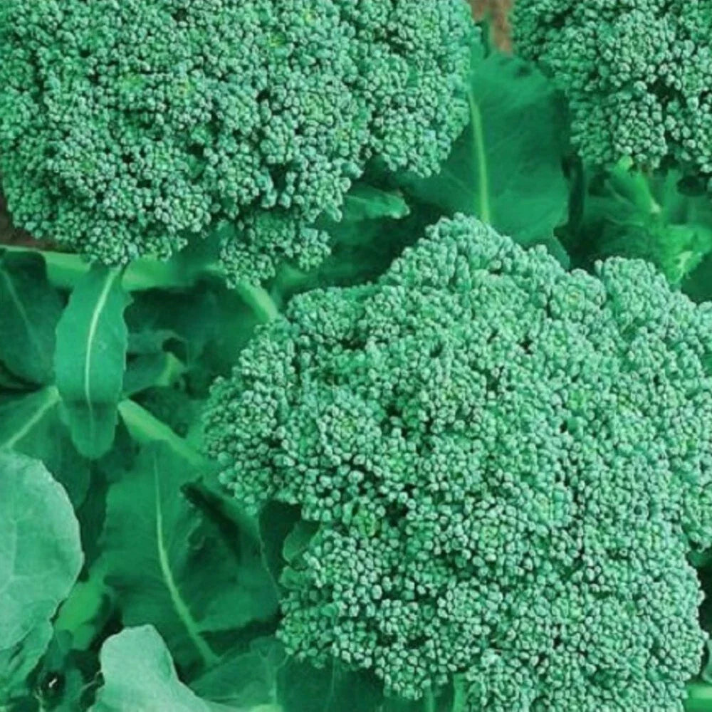 Non-GMO Broccoli Seeds, Heirloom Organic Vegetable Seeds, Brassica oleracea, Cool-Season Garden Seeds