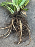 Comfrey Live Root – Organic Symphytum officinale Drought-Resistant Perennial Herb for Garden, Medicinal, and Composting