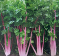Chinese Pink Celery Seeds - 200+ Count, Rose Celery, Kan-tsai, Apium graveolens var. rapaceum, Heirloom, Non-GMO, Pink Stalks