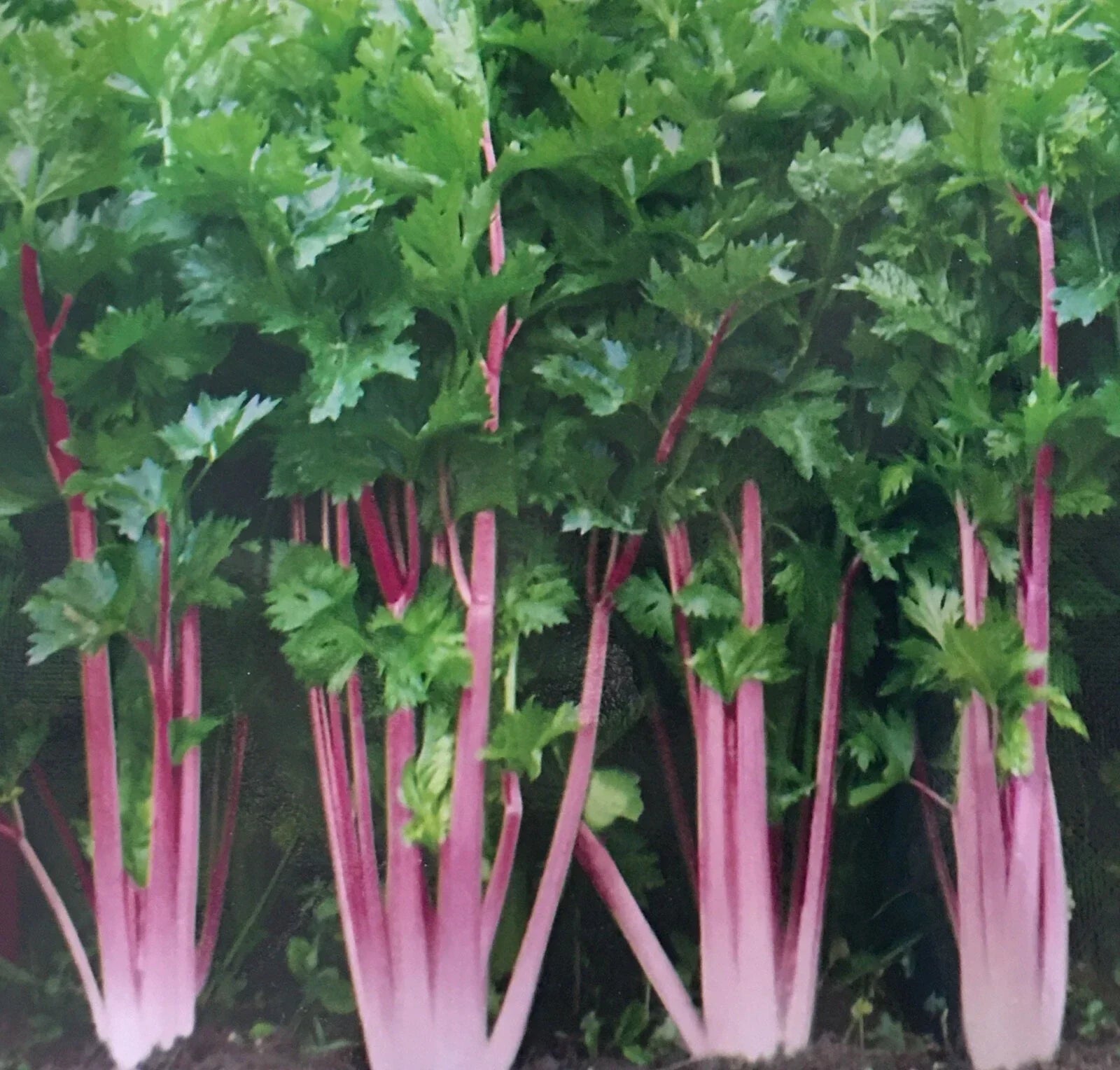 Chinese Pink Celery Seeds - 200+ Count, Rose Celery, Kan-tsai, Apium graveolens var. rapaceum, Heirloom, Non-GMO, Pink Stalks
