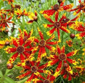 Coreopsis Seeds - 100 Rare Radiana Tigrina Wildflower - Native Perennial for Gardens