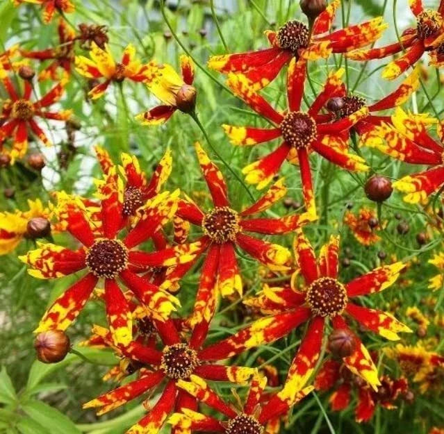 Coreopsis Seeds - 100 Rare Radiana Tigrina Wildflower - Native Perennial for Gardens