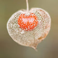Chinese Lantern Seeds for Planting | 100+ Physalis alkekengi | Orange Lantern Flowers | Perennial Garden Seeds
