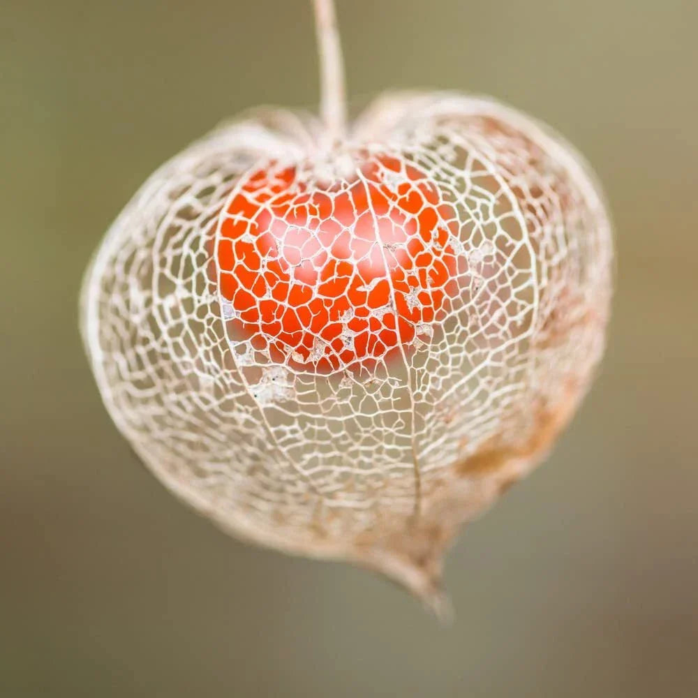 Chinese Lantern Seeds for Planting | 100+ Physalis alkekengi | Orange Lantern Flowers | Perennial Garden Seeds