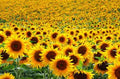 Assorted Organic Sunflower Seeds - 500 Count Non-GMO Helianthus annuus for Garden, Pollinators, Cut Flowers