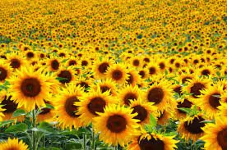 Assorted Organic Sunflower Seeds - 500 Count Non-GMO Helianthus annuus for Garden, Pollinators, Cut Flowers