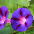 Morning Glory Seeds, Grandpa Ott Variety, Deep Purple Flowers, Ipomoea purpurea, Vining, 20 Seeds