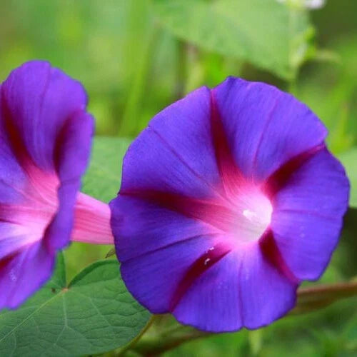 Morning Glory Seeds, Grandpa Ott Variety, Deep Purple Flowers, Ipomoea purpurea, Vining, 20 Seeds