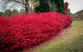 Burning Bush Cuttings Set of 12 | Unrooted Euonymus alatus Shrubs for Landscaping & Hedge Building
