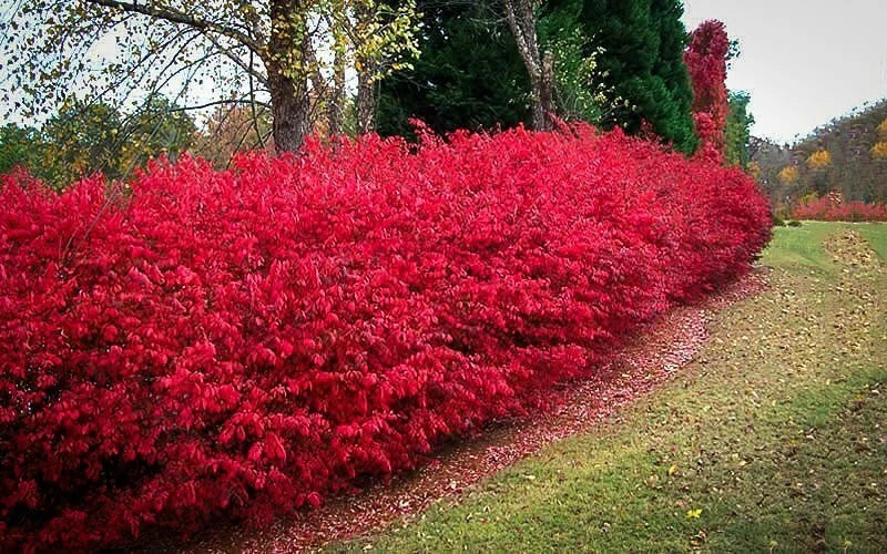 Burning Bush Cuttings Set of 12 | Unrooted Euonymus alatus Shrubs for Landscaping & Hedge Building