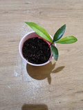 Achacha Seedling Plant - Garcinia achachairú - Bolivian Mangosteen Variety - Tropical Fruit Tree, Live Plant, 6-12 inches