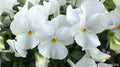 White Pansy Seeds, Viola tricolor var. hortensis, 200+ Seeds for Garden, Delta Pro Variety, Bright White Flowers, Easy to Grow