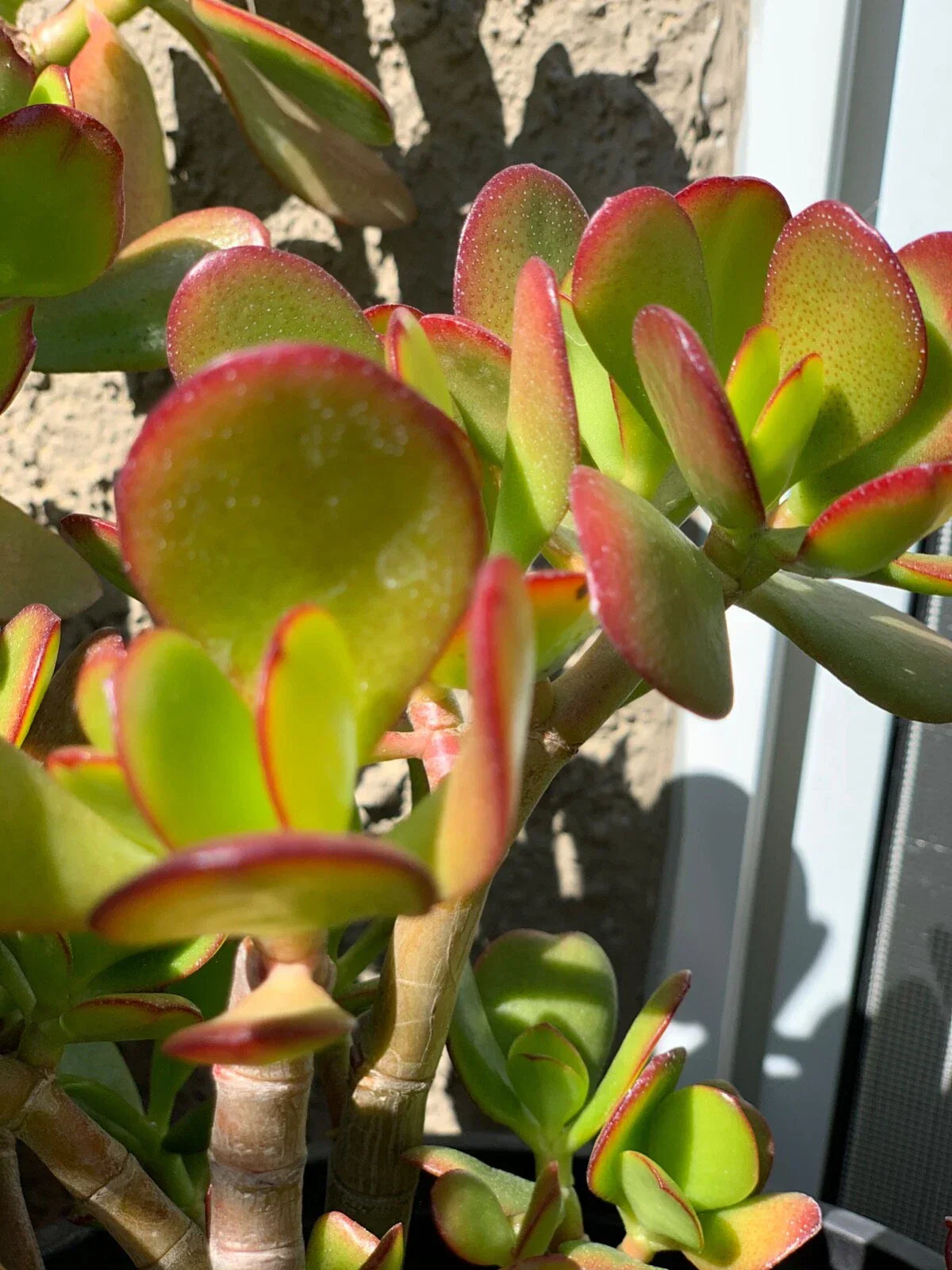 Jade Succulent Cuttings - 3 Varieties - Crassula ovata - Easy Propagation, Indoor & Outdoor Drought-Resistant Plants