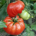Mortgage Lifter Tomato Seeds - Large Beefsteak Heirloom Non-GMO, Indeterminate, 100 Seeds, Solanum lycopersicum