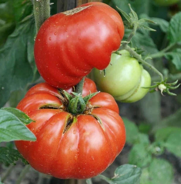 Mortgage Lifter Tomato Seeds - Large Beefsteak Heirloom Non-GMO, Indeterminate, 100 Seeds, Solanum lycopersicum