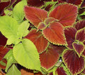 Coleus Seeds 100+ Rainbow Mix Annual Flower, Painted Leaves, Plectranthus scutellarioides