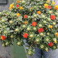 Zanzibar Safflower Flower Seeds - Mixed Color Carthamus tinctorius for Garden Planting, Drought-Tolerant, Pollinator Friendly