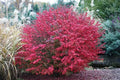 Burning Bush Live Bare Root Seedling 4-8 Inches Euonymus alatus Hardy for Zones 5-9