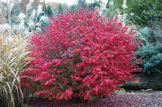 Burning Bush Live Bare Root Seedling 4-8 Inches Euonymus alatus Hardy for Zones 5-9