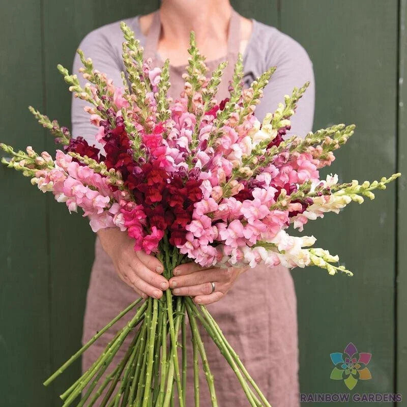 Snapdragon Seeds - Potomac Summer Berry Mix - Antirrhinum majus - Vibrant Garden Flowers for Borders & Containers