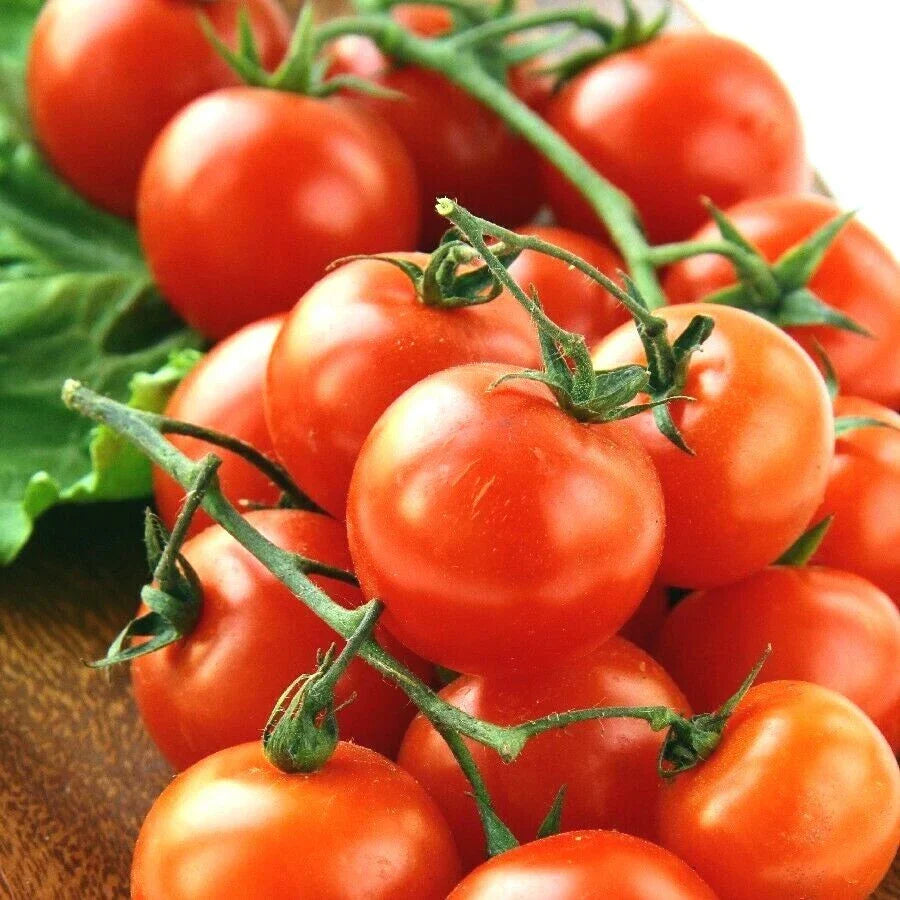 Organic Heirloom Cherry Tomato Seeds - 101+ Pack for Container Gardening, Solanum lycopersicum