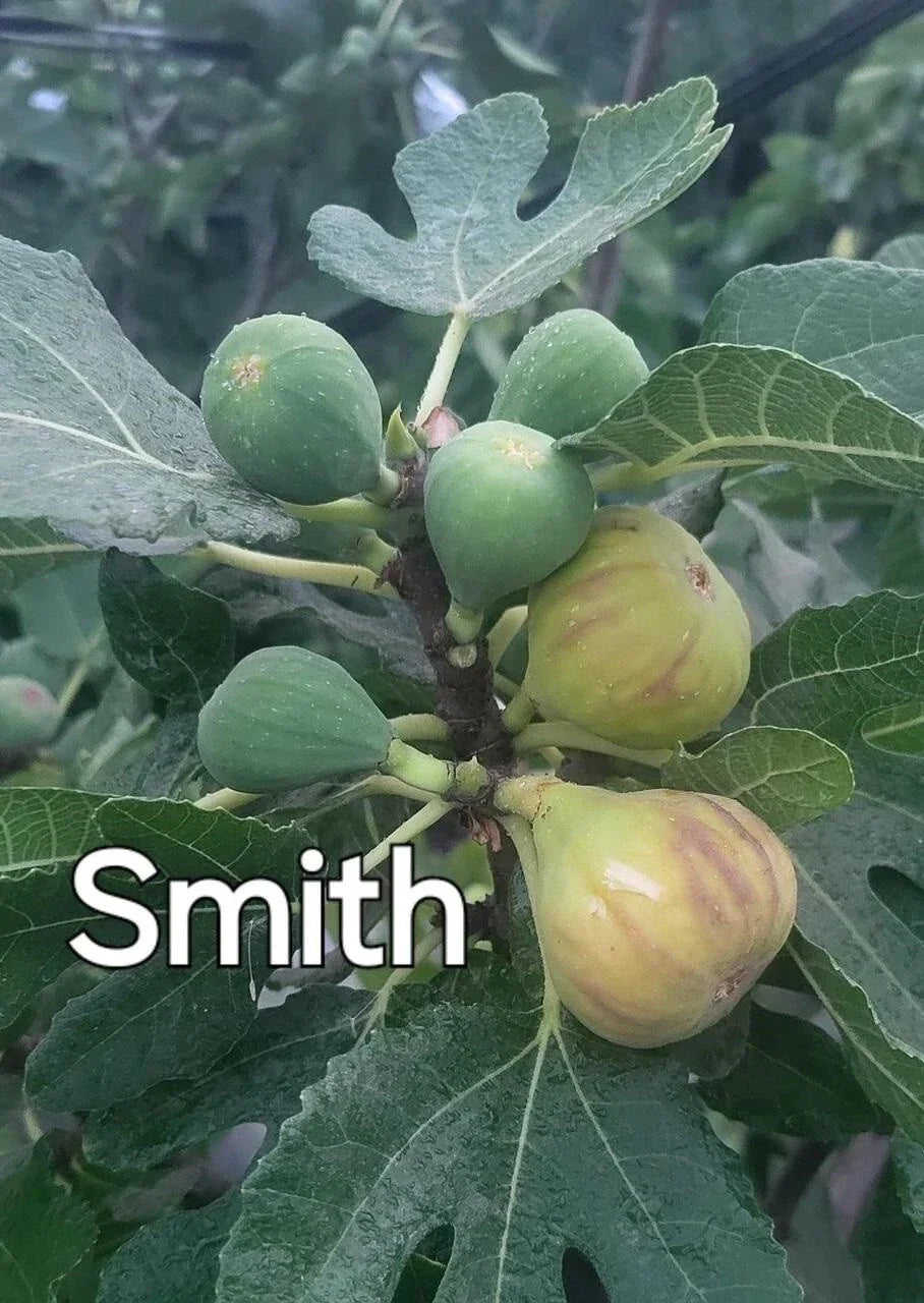 Rare Fig Cuttings - 3 Fresh Smith Ficus carica Deciduous Fruit Tree for Garden or Container Planting