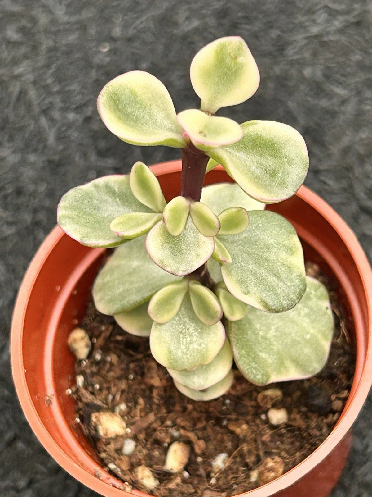 Variegated Jade Plant Live Succulent Crassula Ovata Indoor Outdoor Green Leaves Ready to Plant