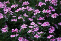 Dwarf Pink Periwinkle Seeds - Vinca Rosea Delicata Ground Cover Flower Seeds for Gardens - 100+ Packets