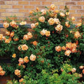 Climbing Light Orange Rose Seeds - Rosa spp. - Perennial Flower Seeds for Garden, Trellis & Fence