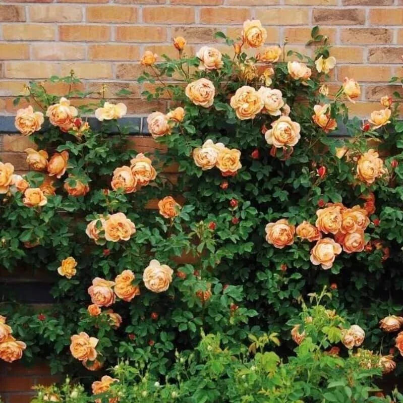 Climbing Light Orange Rose Seeds - Rosa spp. - Perennial Flower Seeds for Garden, Trellis & Fence