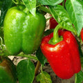 California Wonder Bell Pepper Seeds – Non-GMO, Sweet Capsicum annuum, 50+ Vegetable Seeds for Garden, Full Sun, Easy to Grow