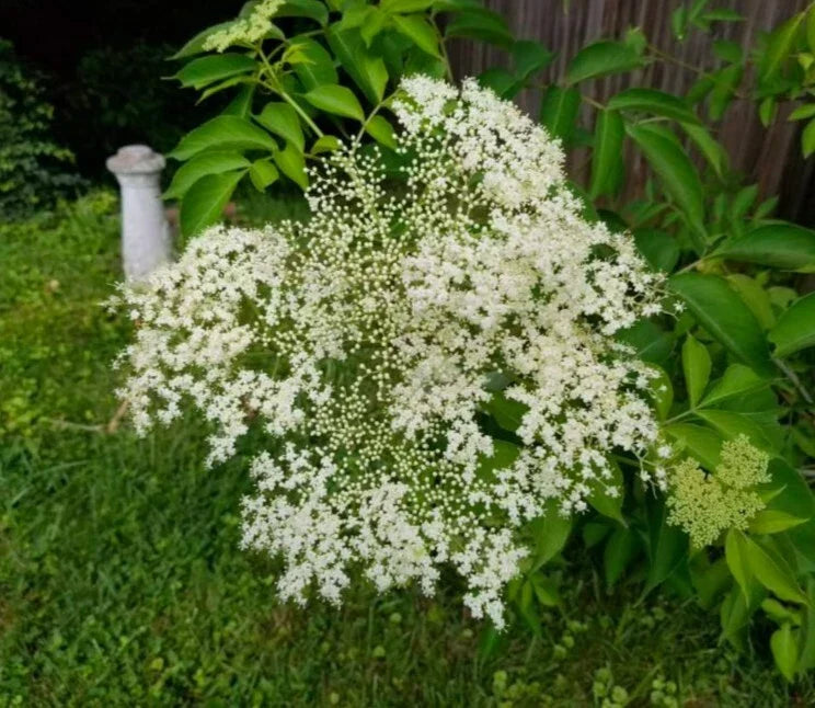 American Elderberry Live Cuttings - 5+ Perennial Shrub for Berries & Flowers (Sambucus canadensis)