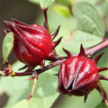Roselle Seeds - 15+ Hibiscus sabdariffa Red Sorrell for Tea & Culinary, Asian Sour Leaf, Jamaican Tea, Florida Cranberry