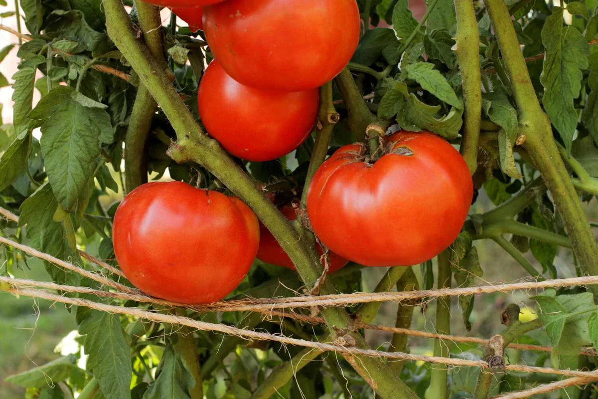 Heirloom Beefsteak Tomato Live Starter Plants - Set of 2, Juicy Red Indeterminate, Solanum lycopersicum