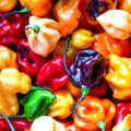 Habanero Pepper Seeds Rainbow Mix | 20+ Non-GMO Capsicum chinense Variety for Spicy Salsas & Hot Dishes