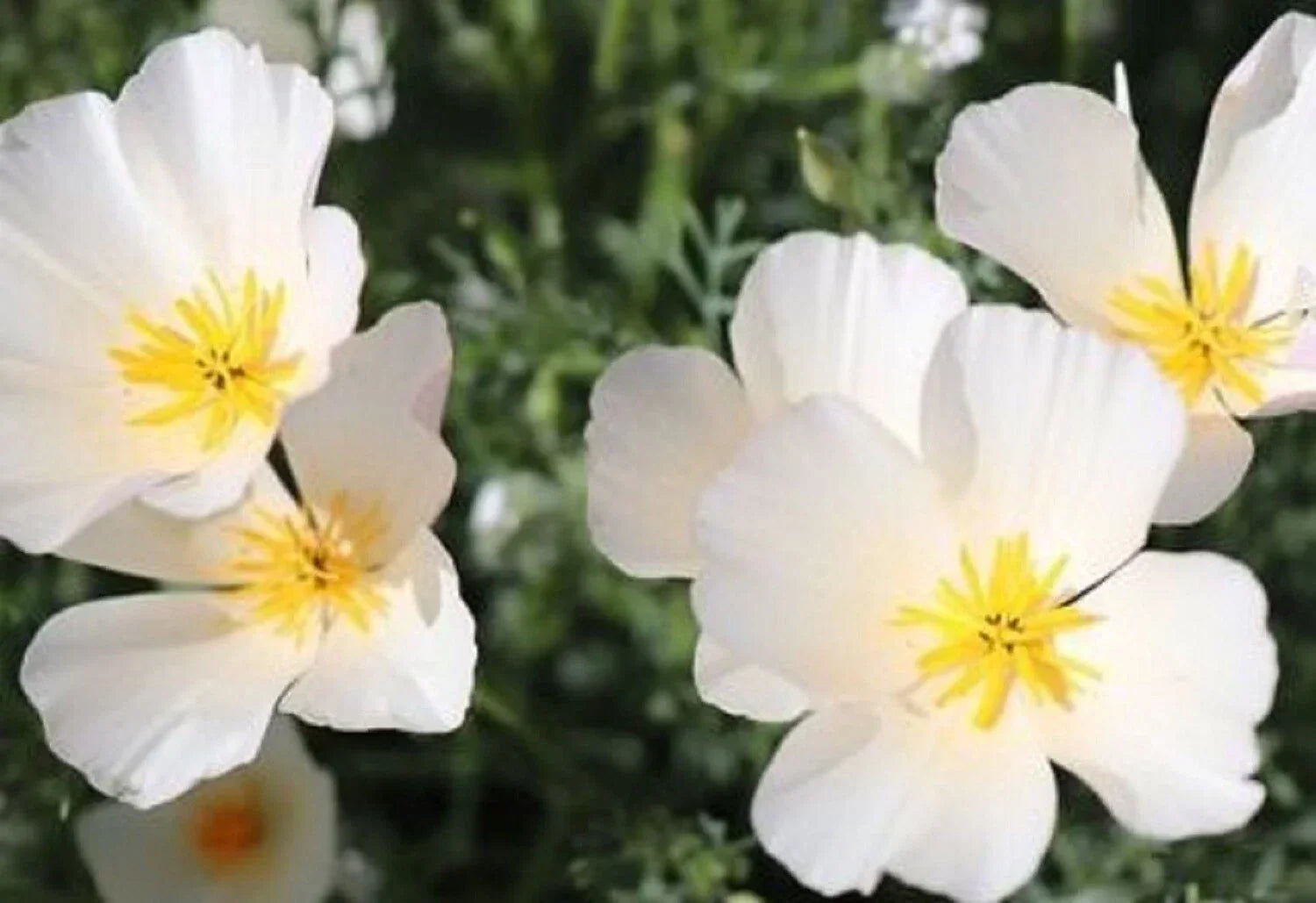 California Poppy Seeds - Ivory Castle - 200 Seeds - Eschscholzia californica - Elegant Ivory Blooms for Gardens