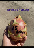 Mature Cuttings 12-17 Inch ASUNTA 5 VENTURA Variety for Propagation and Home Gardening
