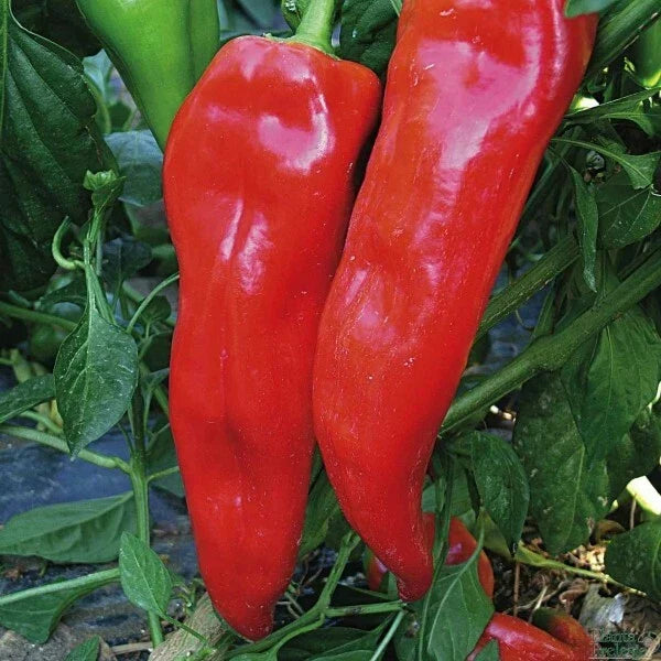 Pepper Seeds 30+ Corno Di Toro Rosso Italian Sweet Red Capsicum annuum Non-GMO Heirloom Seed Packet