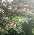 Pink Mimosa Tree Cuttings - 5 Pack Albizia Julibrissin 8-10” Silk Tree