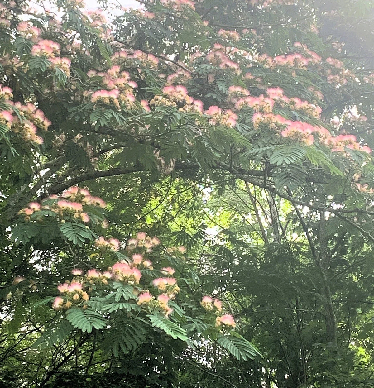 Pink Mimosa Tree Cuttings - 5 Pack Albizia Julibrissin 8-10” Silk Tree