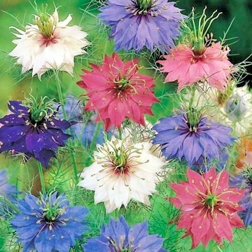Love in a Mist Flower Seeds - Bulk Pack 501+ Nigella damascena, Annual Cut Flowers, Blue White Pink, Easy Grow