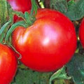 Bradley Tomato Seeds - Non-GMO Heirloom Vegetable Seeds, Solanum lycopersicum, Juicy Red Tomatoes, Organic, Compact Growth